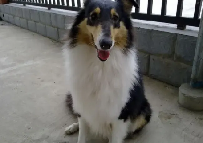 苏格兰牧羊犬|怎样让螨虫远离苏格兰牧羊犬