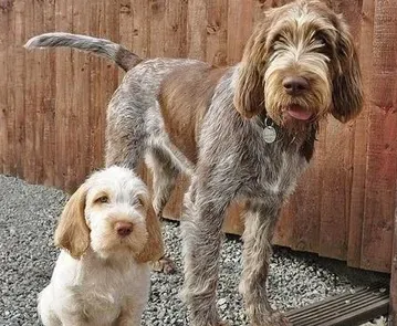 史毕诺犬的日常护理 不要将被毛修剪过短 | 史毕诺犬