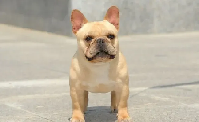 法国斗牛犬味道重 狗狗体味很多都是来源食物 | 法国斗牛犬