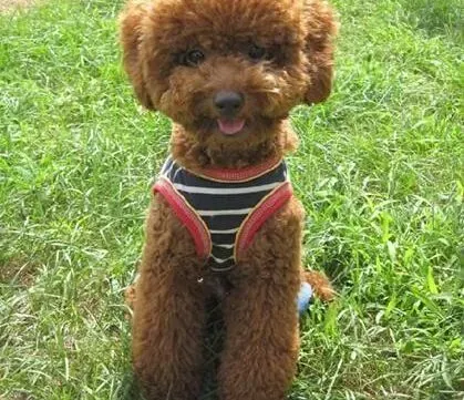 贵宾犬|养好贵宾犬 熟知贵宾犬的生活习性