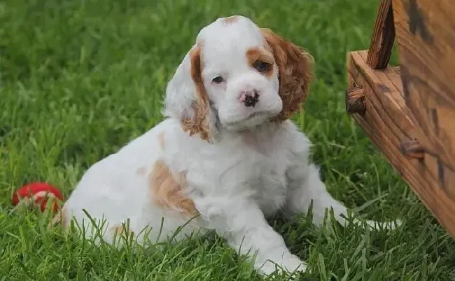 可卡犬|训练可卡犬坐下以及过来的方法解析