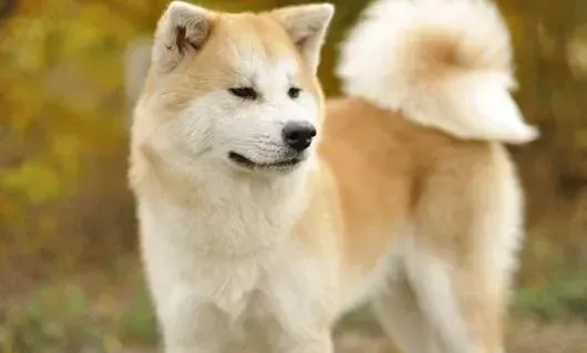 秋田犬|遛狗法则之不同时期的秋田犬应该怎样带它去遛弯