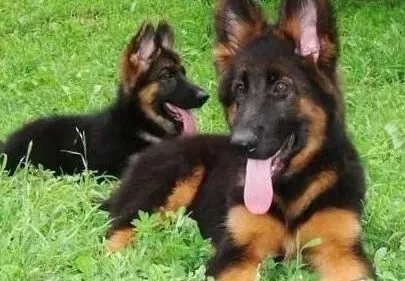 德国牧羊犬|德国牧羊犬打完针鼓了个大包是什么东西