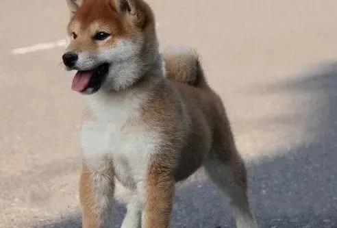 秋田犬|秋田犬口吐黄水，不吃饭没事吧