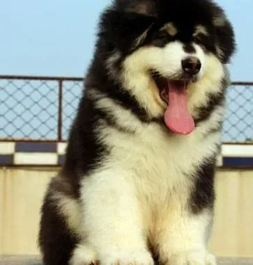 阿拉斯加犬|阿拉斯加雪橇犬在生活中禁止爬楼梯