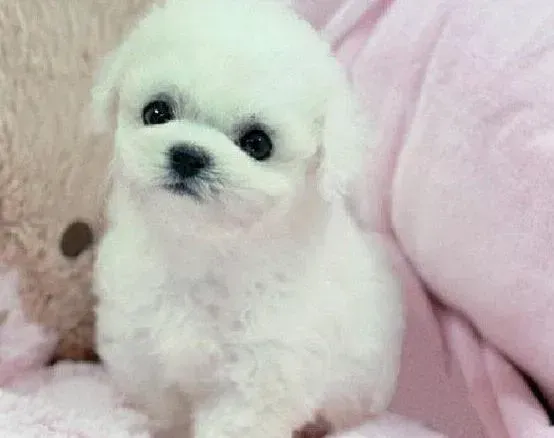 泰迪犬|泰迪犬有时候出现拉稀情况这是怎么了