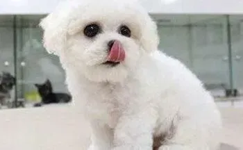 比熊犬|比熊犬在生病之前会有哪些“警示信号”