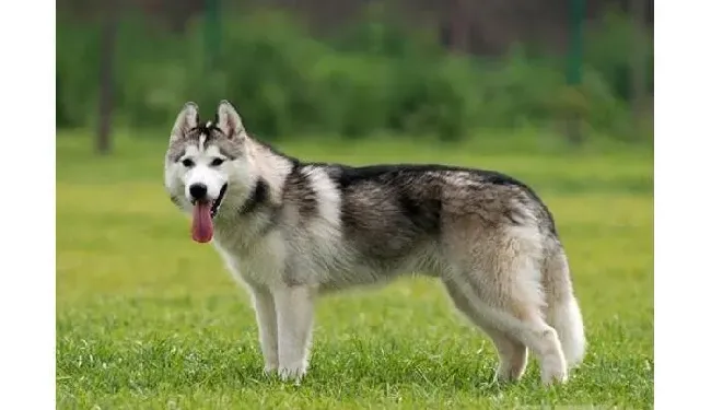 哈士奇|哈士奇(雪橇犬)幼犬的饮食管理