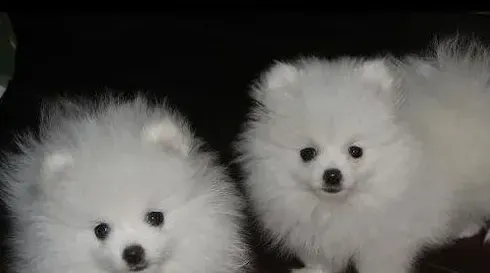 博美犬吃什么狗粮 介绍各种狗粮的牌子 | 博美犬