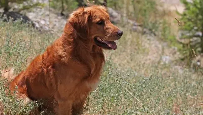 金毛|金毛犬最好不要食用的食物之一猫粮