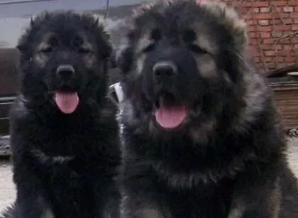 高加索犬|高加索犬吃东西狼吞虎咽 有没有事儿