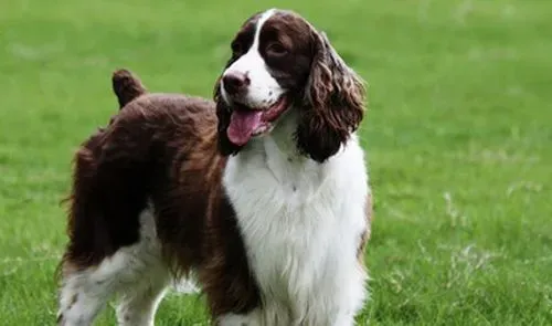 如何养好史宾格犬 要定时定量喂养史宾格犬 | 史宾格犬