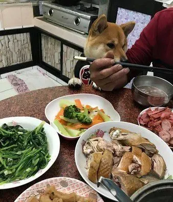 是在演八点档吗? 吃货柴为吃饭上演凄凉戏码 | 狗