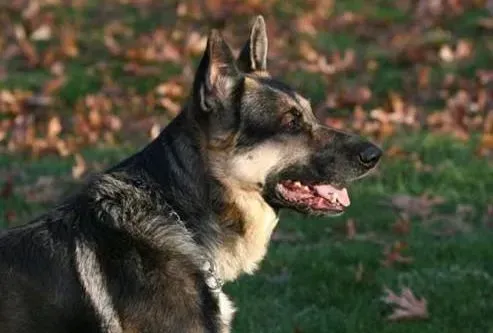 德国牧羊犬|德国牧羊犬耳毛应该如何进行清理