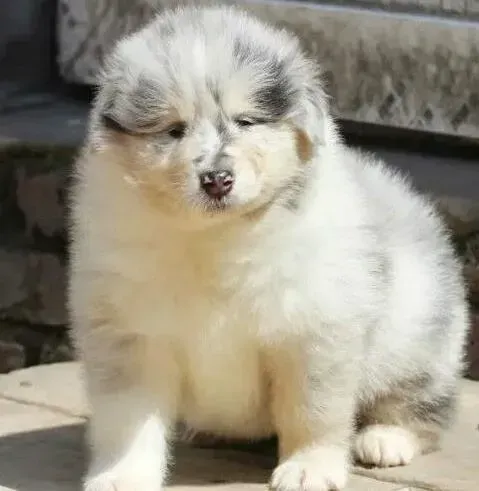 苏格兰牧羊犬|苏格兰牧羊犬不肯配合剪指甲怎么办