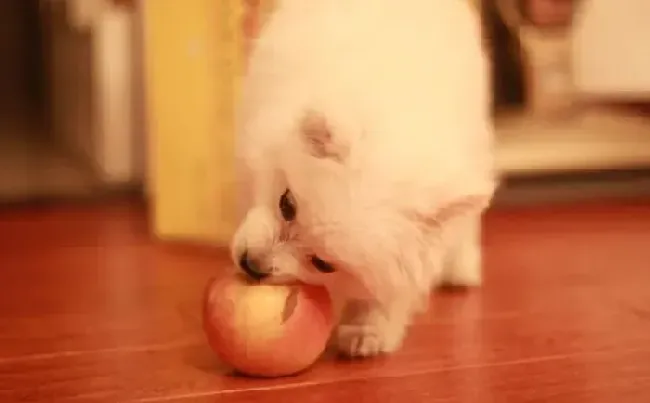 银狐犬|如何帮助银狐犬改正排便不良的习惯
