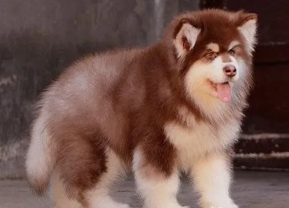 阿拉斯加犬|如何判断阿拉斯加犬是否过度肥胖