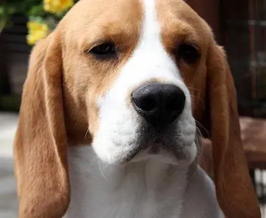 比格犬|人工护理100问 怎样护理换毛时期的比格犬