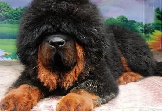 藏獒|家庭小助手 轻松解决藏獒洗澡难的问题