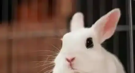 波兰兔价格 一般在100-500元以当地的为准 | 波兰兔