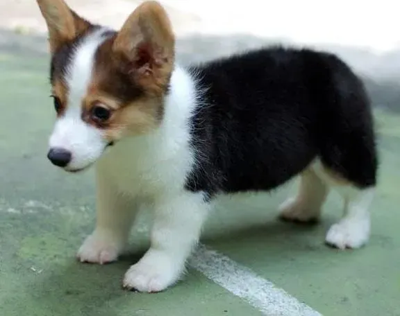 柯基犬|柯基犬的指甲磨出血了怎么办