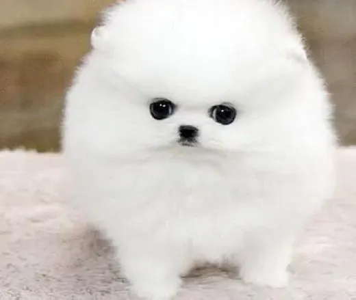 博美犬|博美犬的眼睛有哪些特点以及对品质的影响