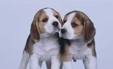 比格犬|让比格犬学会正确吠叫的方法