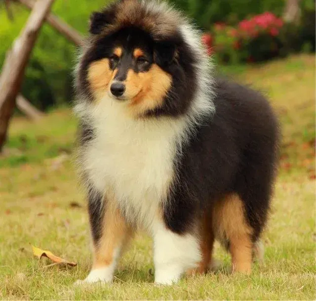 喜乐蒂|喜乐蒂犬生完小宝宝多久能洗澡