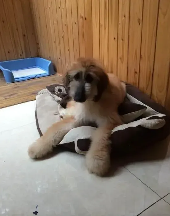 阿富汗猎犬|最近阿富汗猎犬不吃饭，总吐是什么问题