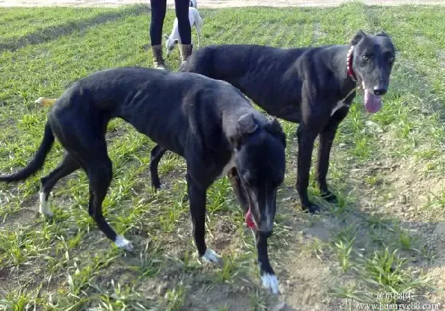 格力犬|格力犬患上犬瘟，拉血该怎么办