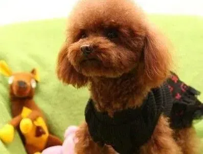贵宾犬|贵宾犬饭后总是哼哼唧唧 这是怎么回事