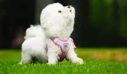 比熊犬|肝炎疾病不可怕 防治比熊犬的常见病有哪些方法