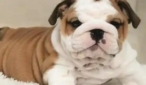 英国斗牛犬|训练斗牛犬时的“十对十错”你了解吗