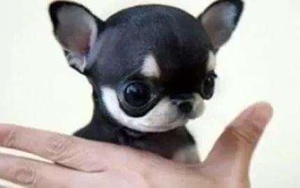 吉娃娃|什么时间给吉娃娃洗澡最合适