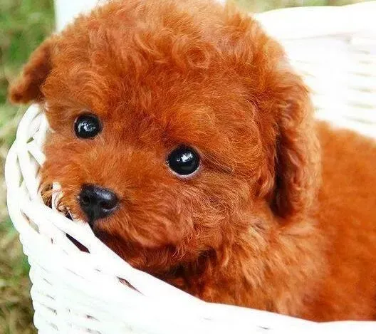 泰迪犬|泰迪犬经常吃一种狗粮好吗？