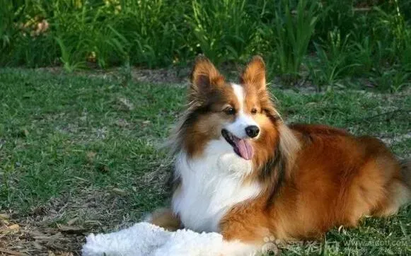喜乐蒂|生命的源泉之喜乐蒂犬不喜欢喝水应怎么办