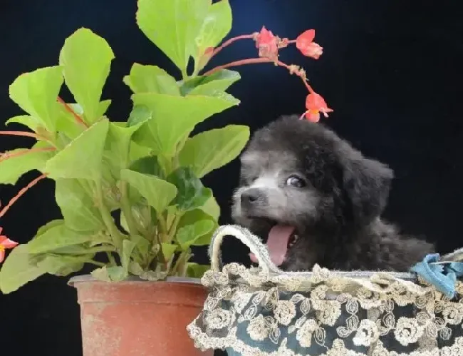 贵宾犬|怎么才能让小贵宾犬的胆子变大