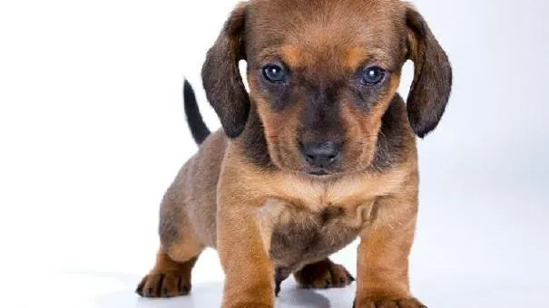 腊肠犬|腊肠犬幼犬健康成长，心理培养很重要