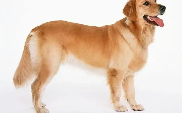 金毛|海鲜味道虽美 金毛犬多吃危害大