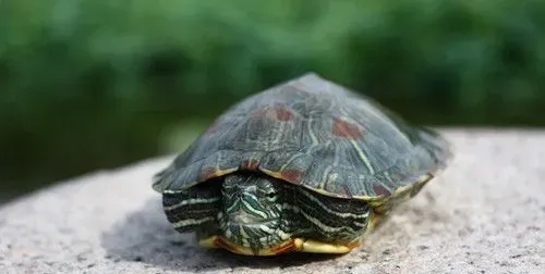 乌龟怎么喂食 投喂的食物要求必须是新鲜的 | 乌龟