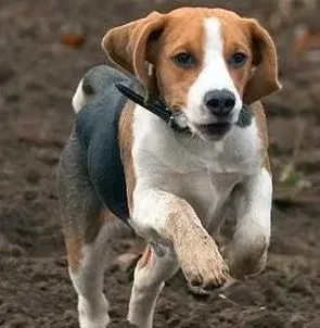 比格犬|比格犬为什么会抓自己的眼睛