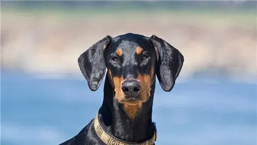 杜宾狗可以做绝育吗 绝育可以避免子宫蓄脓 | 杜宾犬