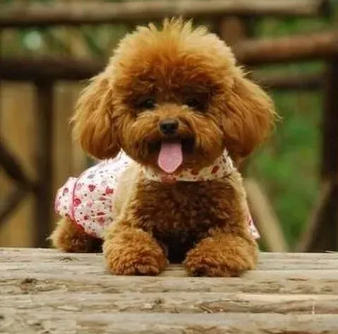 贵宾犬|夏季外出如何帮助贵宾犬做好防暑准备