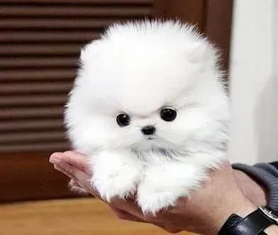 博美犬|轻松饲养 怎样照顾好年幼的博美犬