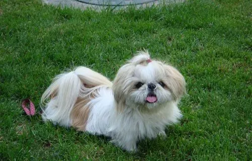 西施犬洗澡 如何让西施犬变得更加漂亮 | 西施犬