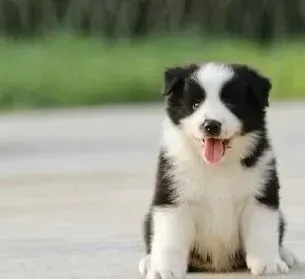 边境牧羊犬|边境牧羊犬吃什么食物吸收最好