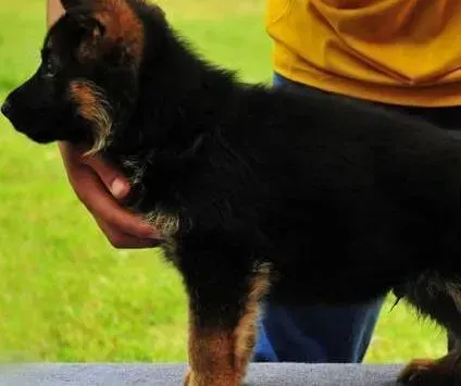 德国牧羊犬|两个月的德国牧羊犬总是拼命的吃东西 到底这是怎么了