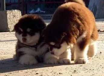 阿拉斯加犬|阿拉斯加犬身上长红包，很痒该怎样治疗