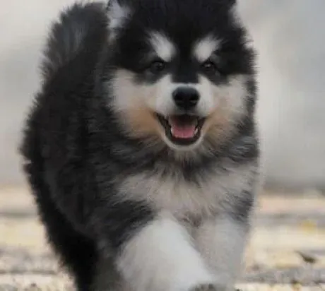 阿拉斯加犬|阿拉斯加雪橇犬的日常喂养方法是怎样的