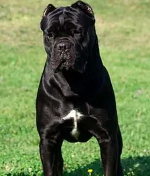 卡斯罗犬怎么养 不要让它吃的太油腻 | 卡斯罗犬